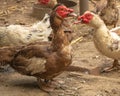 Portrait of two Muscovy duck. Beautiful domestic birds Royalty Free Stock Photo