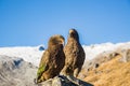 Portrait of two Nestor Kea parrots Nestor notabilis standing on a stone near Brewster hut in Mount Aspiring National Park