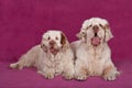 Portrait of two nice clumber spaniels Royalty Free Stock Photo