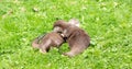 Portrait of two oriental short clawed otters cuddling Royalty Free Stock Photo