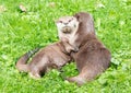 Portrait of two oriental short clawed otters cuddling