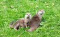 Portrait of two oriental short clawed otters cuddling Royalty Free Stock Photo