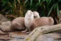 Two otters cuddling