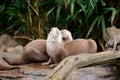 Two otters cuddling