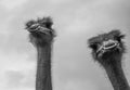 Portrait of two ostriches Royalty Free Stock Photo