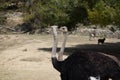 Portrait of two ostriches walking in the field Royalty Free Stock Photo