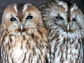 Portrait of two owls