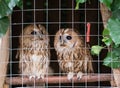 Portrait of two owls in a metal cage