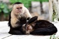 Panamanian white-faced capuchin cebus imitator