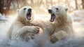 portrait of two polar bears fighting in water on ice showing teeth