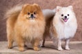 Portrait two Pomeranian dog Royalty Free Stock Photo