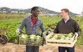 Portrait of two positive farmers with boxes of ripe lettuce in their hands