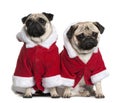 Portrait of two Pugs, dressed in Santa coat Royalty Free Stock Photo