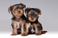 Portrait of two puppies of yorkshire terrier