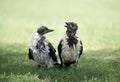 Portrait of two ravens sitting on the grass. Royalty Free Stock Photo