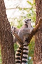 Portrait of two ring-tailed lemur lemur catta on tree branches Royalty Free Stock Photo