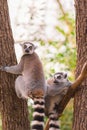Portrait of two ring-tailed lemur lemur catta on tree branches Royalty Free Stock Photo