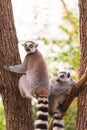 Portrait of two ring-tailed lemur lemur catta on tree branches