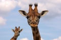 Portrait of two Rothschild Giraffes Royalty Free Stock Photo