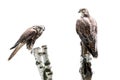 Portrait of two saker falcon on white background Royalty Free Stock Photo
