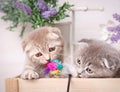 Portrait of two Scottish kittens. Playful cats in the drawer. Beautiful cat background. Royalty Free Stock Photo