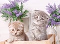 Portrait of two Scottish kittens. Playful cats in the drawer. Beautiful cats background.