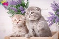 Portrait of two Scottish kittens. Playful cats in the drawer. Decorations near cats. Beautiful cat background. Royalty Free Stock Photo