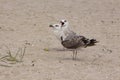 Portrait of two seagulls herring on the sand.