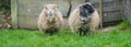 Portrait of two sheep needing a shave banner
