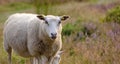 Portrait of two sheep standing together, grazing on farm pasture. Hairy wool animals on grass on remote farmland and