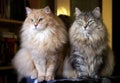 Portrait of two Siberian adult cats.