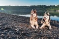 Portrait two Siberian Husky loves life. Happy smiling husky dogs on the shore beautiful summer river. Soft warm evening light.