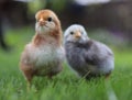 Portrait of two small chickens on green grass Royalty Free Stock Photo