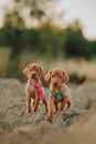 portrait of two small cute puppy Hungarian pointing dog, vizsla stay on sand. field on background Royalty Free Stock Photo