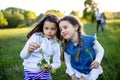 Portrait of two small girls standing outdoors in spring nature, picking flowers. Royalty Free Stock Photo