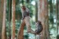 Portrait of two small macaque monkeys are playing on a tree trunk. One macaque pulls the other`s tail. Monkey forest, Bali,