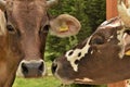 Two cows brown and white spots Royalty Free Stock Photo
