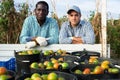Two smiling farmers standing in farm field near truck with harvested tomatoes