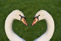 Portrait of two swans with their heads and necks facing each other and forming a heart. One swan has grass on its beak, the other Royalty Free Stock Photo