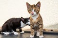 Portrait of two sweet cats children Royalty Free Stock Photo