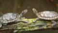 Portrait of two turtles facing each other while sunbathing on wood in wetlands. Royalty Free Stock Photo