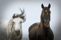 Portrait of two very different horses posing Royalty Free Stock Photo