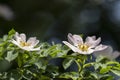 A portrait of two white farmers jasmin flowers with some green leaves around them