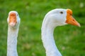 Portrait of two white geese on a bright green background Royalty Free Stock Photo