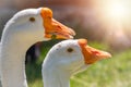 Portrait of two white geese on a bright sunny background Royalty Free Stock Photo