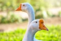 Portrait of two white geese on a bright sunny background Royalty Free Stock Photo