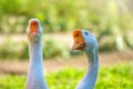 Portrait of two white geese on a bright sunny background Royalty Free Stock Photo