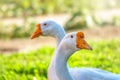 Portrait of two white geese on a bright sunny background Royalty Free Stock Photo