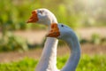 Portrait of two white geese on a bright sunny background Royalty Free Stock Photo