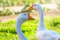 Portrait of two white geese on a bright sunny background Royalty Free Stock Photo